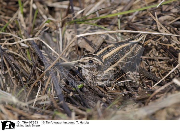 sitting jack Snipe / THA-07293