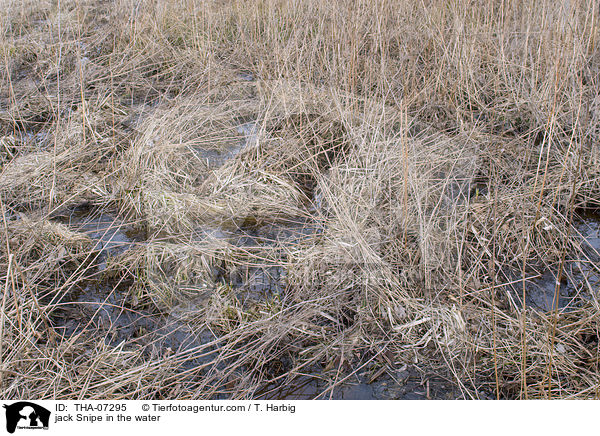 Zwergschnepfe im Wasser / jack Snipe in the water / THA-07295