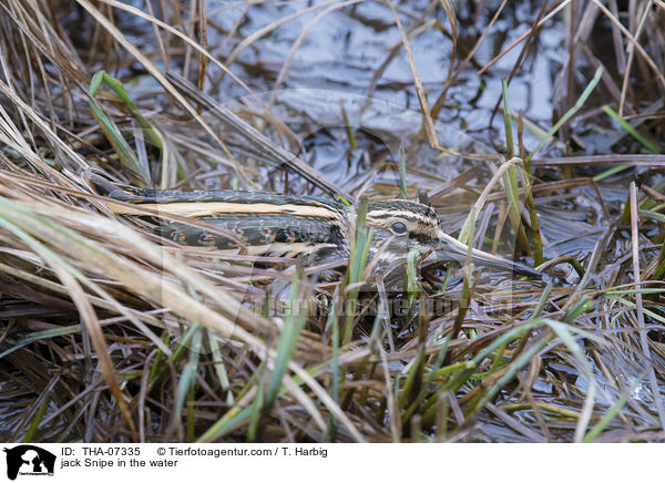 Zwergschnepfe im Wasser / jack Snipe in the water / THA-07335
