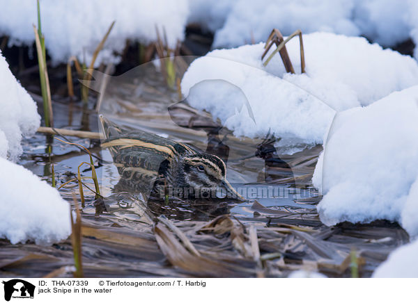Zwergschnepfe im Wasser / jack Snipe in the water / THA-07339