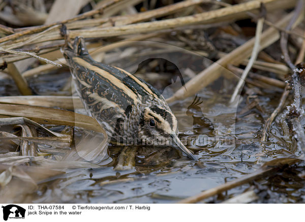Zwergschnepfe im Wasser / jack Snipe in the water / THA-07584