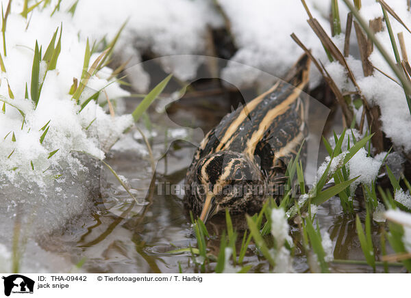 jack snipe / THA-09442