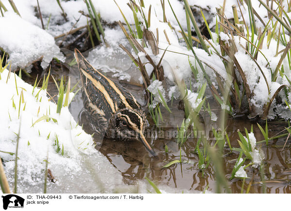Zwergschnepfe / jack snipe / THA-09443