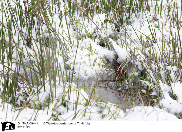 Zwergschnepfe / jack snipe / THA-09444