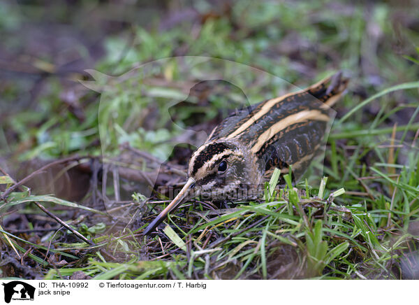 Zwergschnepfe / jack snipe / THA-10992