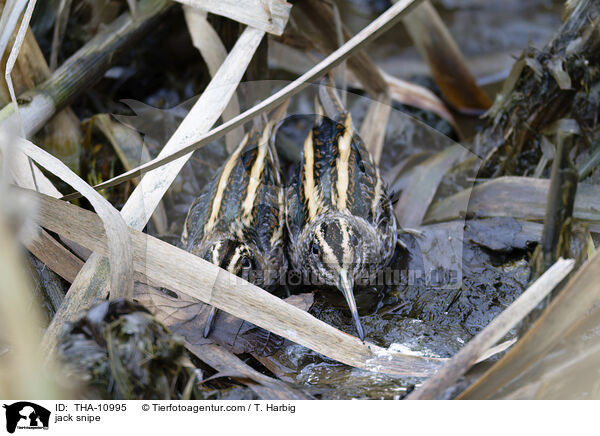 Zwergschnepfe / jack snipe / THA-10995