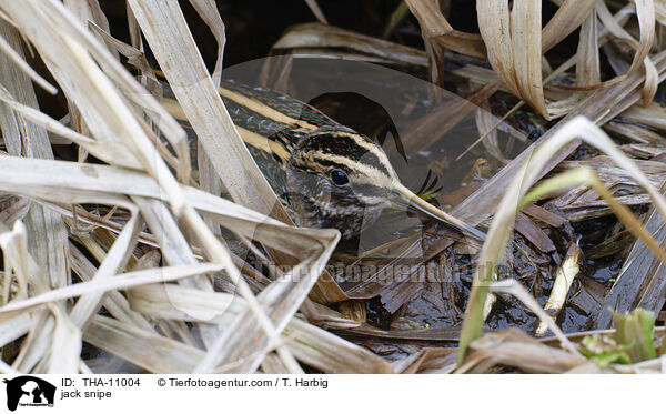 Zwergschnepfe / jack snipe / THA-11004