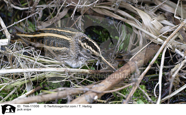 Zwergschnepfe / jack snipe / THA-11006