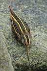 sitting jack Snipe