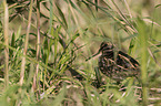 standing jack Snipe