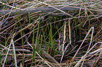 sitting jack Snipe