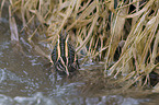 jack Snipe in the water