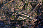 sitting jack Snipe