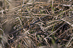 sitting jack Snipe