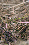 sitting jack Snipe