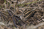 sitting jack Snipe