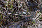 jack Snipe in the water