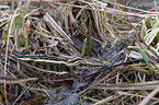 jack Snipe in the water