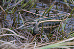 jack Snipe in the water
