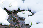 jack Snipe in the water