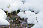 jack Snipe in the water