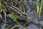 jack snipe