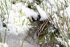 jack snipe