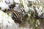 jack snipe