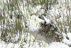 jack snipe