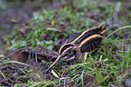 jack snipe