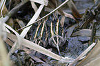 jack snipe