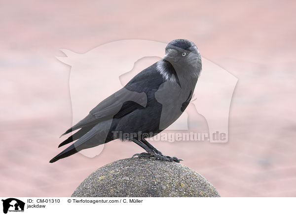 jackdaw / CM-01310