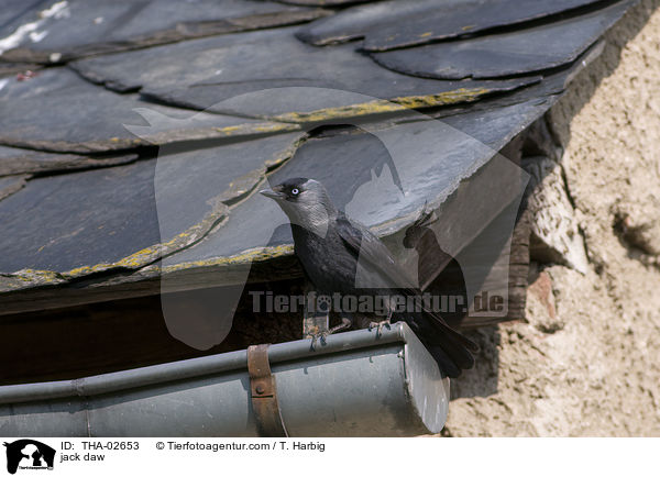 Dohle / jack daw / THA-02653