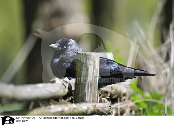 Dohle / jack daw / NN-06400