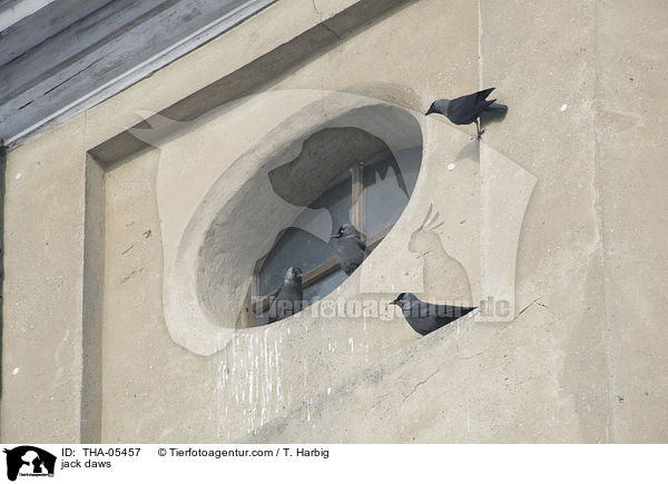 Dohlen / jack daws / THA-05457