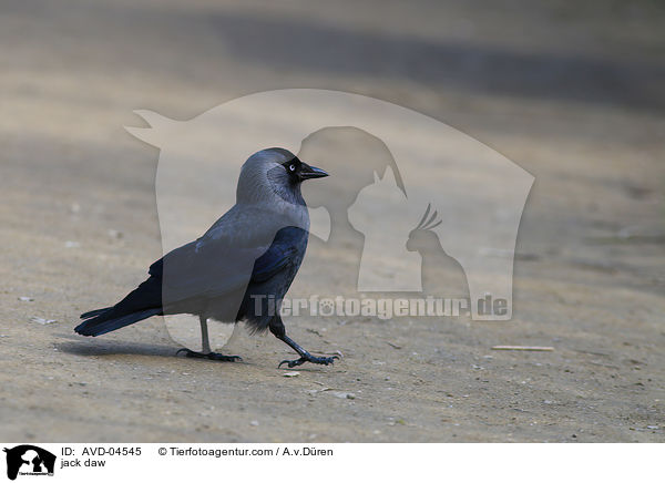 Dohle / jack daw / AVD-04545