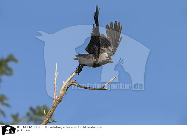 Dohle / jack daw / MBS-15665