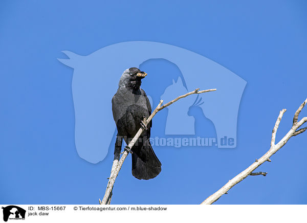 Dohle / jack daw / MBS-15667