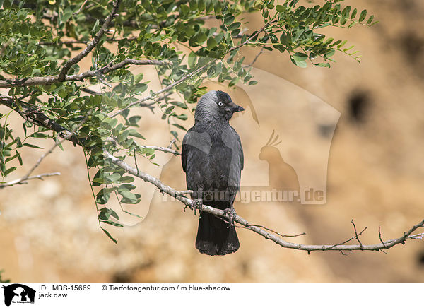 Dohle / jack daw / MBS-15669