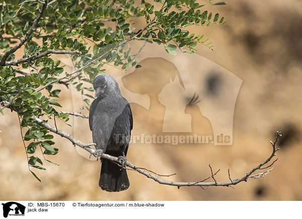 Dohle / jack daw / MBS-15670