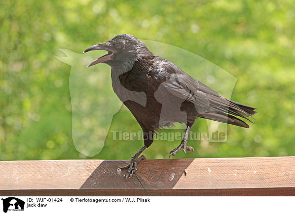 Dohle / jack daw / WJP-01424