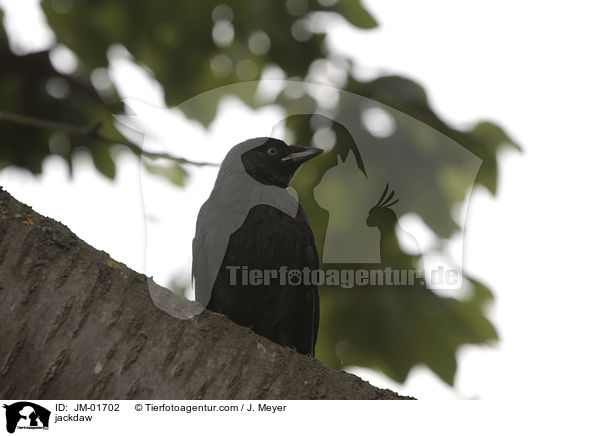 Dohle / jackdaw / JM-01702