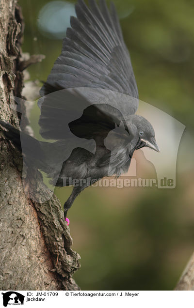 Dohle / jackdaw / JM-01709