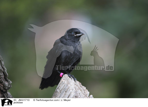 Dohle / jackdaw / JM-01710