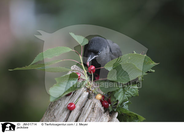 Dohle / jackdaw / JM-01714