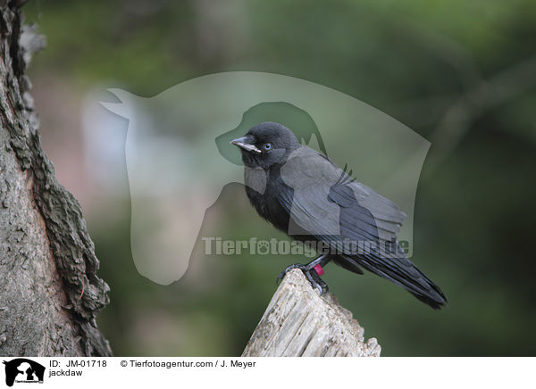 Dohle / jackdaw / JM-01718
