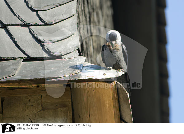 sitting Jackdaw / THA-07239