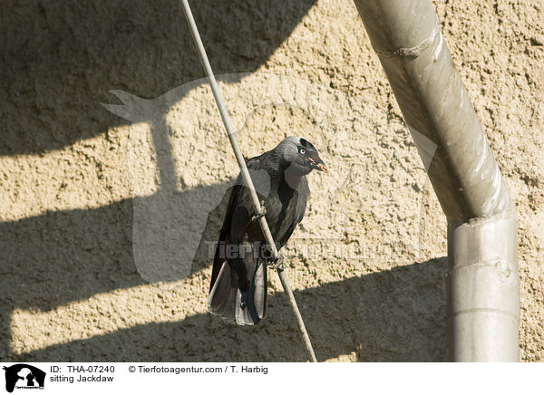 sitting Jackdaw / THA-07240