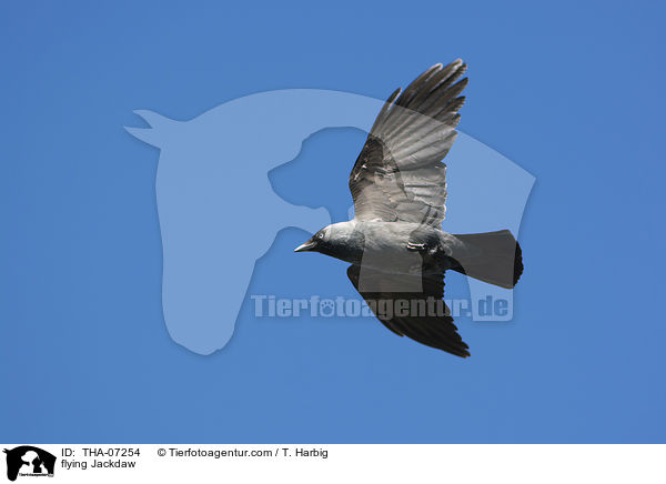 fliegende Dohle / flying Jackdaw / THA-07254