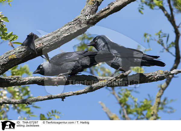 sitzende Dohlen / sitting Jackdaws / THA-07297
